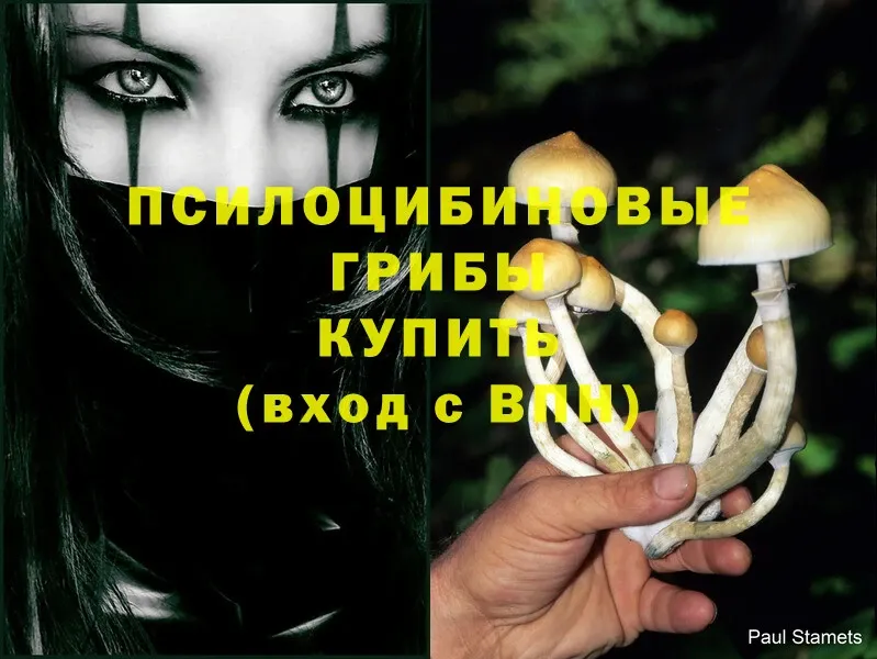 как найти закладки  Шуя  Галлюциногенные грибы Cubensis 